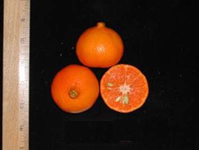 ����� ���� ����� ������� Citrus nobilis.jpg